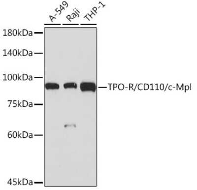 Western Blot: Thrombopoietin R/Tpo R Antibody (5Q9Z6) [NBP3-15880]
