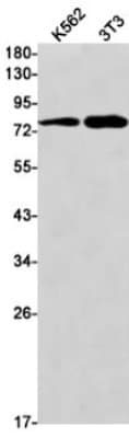 Western Blot: Thrombopoietin R/Tpo R Antibody (S03-1C9) [NBP3-19792]