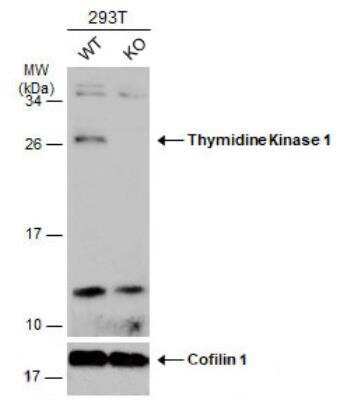 Western Blot: Thymidine Kinase 1 Antibody [NBP2-20626]
