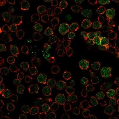 Immunocytochemistry/ Immunofluorescence: Thymidylate Synthase Antibody (TYMS/1884) - Azide and BSA Free [NBP3-08882]
