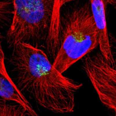 Immunocytochemistry/ Immunofluorescence: Thyroid receptor-interacting protein 11 Antibody [NBP1-84534]