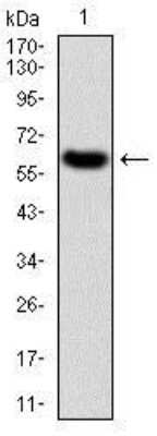 Western Blot: Tie-1 Antibody (8D12B10)BSA Free [NBP2-37270]
