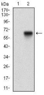 Western Blot: Tie-1 Antibody (8D12B10)BSA Free [NBP2-37270]