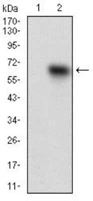 Western Blot: Tie-1 Antibody (8D12D2)BSA Free [NBP2-37267]
