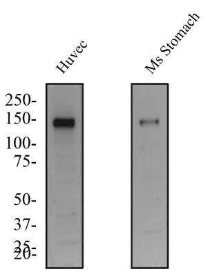Western Blot: Tie-2 AntibodyBSA Free [NBP1-69753]