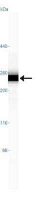 Simple Western: Tight Junction Protein 1 Antibody [NBP1-85047]