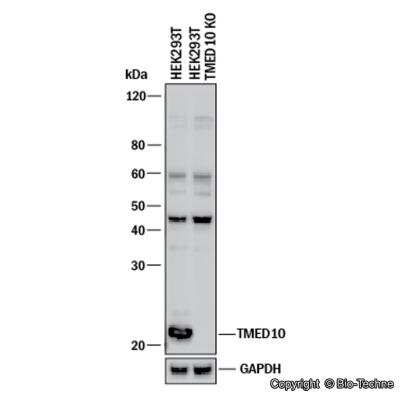 Knockdown Validated: Tmp21/p23 Antibody - BSA Free [NB110-57586]