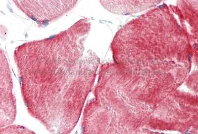Immunohistochemistry-Paraffin: Tnk1 Antibody [NBP2-85965]