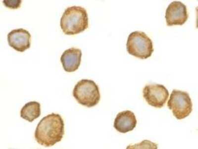 Immunocytochemistry/ Immunofluorescence: Tollip Antibody - BSA Free [NBP1-77255]