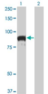 Western Blot: Topo III beta Antibody (1H4) [H00008940-M04]