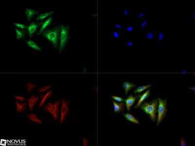 Immunocytochemistry/ Immunofluorescence: TORC2 Antibody - BSA Free [NBP2-22356]