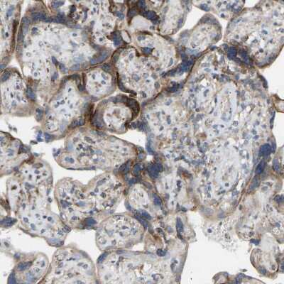 Immunohistochemistry-Paraffin: Torsin 1B Antibody [NBP1-84984]