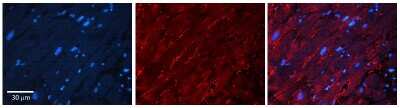Immunohistochemistry-Paraffin: Torsin A Antibody [NBP2-85972]