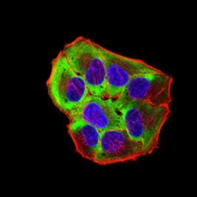 Immunocytochemistry/ Immunofluorescence: Toxoplasma gondii ROP1 Antibody (3D4B2) - BSA Free [NBP2-61906]