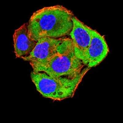 Immunocytochemistry/ Immunofluorescence: Toxoplasma gondii ROP1 Antibody (3D4B2) - BSA Free [NBP2-61906]