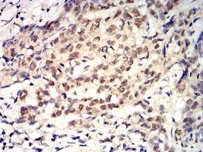 Immunohistochemistry-Paraffin: Toxoplasma gondii ROP1 Antibody (4A7E12) - BSA Free [NBP2-61905]