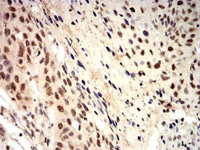 Immunohistochemistry-Paraffin: Toxoplasma gondii ROP1 Antibody (4A7E12) - BSA Free [NBP2-61905]