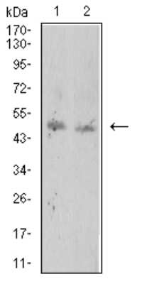 Western Blot: Toxoplasma gondii ROP1 Antibody (4A7E12)BSA Free [NBP2-61905]