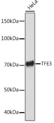 Western Blot: Transcription factor E3 Antibody (1O9E9) [NBP3-15276]