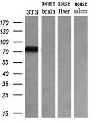 Western Blot: Transferrin Antibody (OTI5G2)Azide and BSA Free [NBP2-74583]