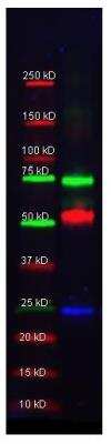Western Blot: Transferrin Antibody [NB600-931]