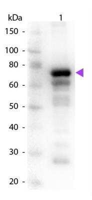 Western Blot: Transferrin Antibody [NB600-931]