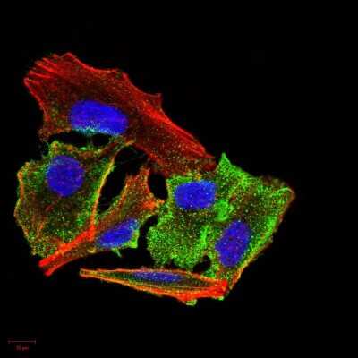 Immunocytochemistry/ Immunofluorescence: Transthyretin/Prealbumin Antibody (2E10C5) - BSA Free [NBP2-52575]