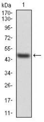 Western Blot: Transthyretin/Prealbumin Antibody (2E10C5)BSA Free [NBP2-52575]