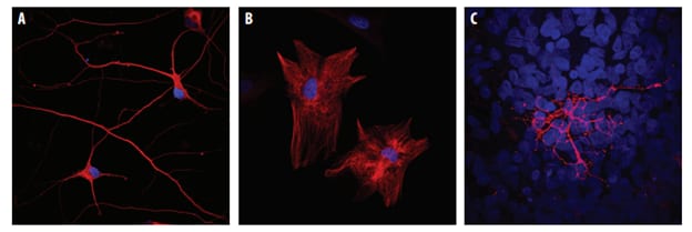 Pluripotent Stem Cell-derived NPCs Differentiate into Neurons, Astrocytes, and Oligodendrocytes. 