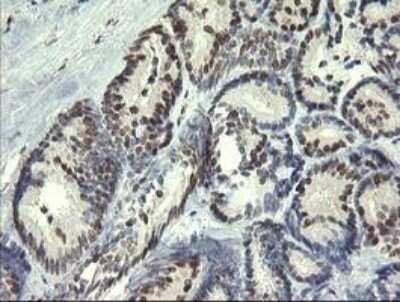 Immunohistochemistry: Trim22 Antibody (OTI1D11) - Azide and BSA Free [NBP2-74608]