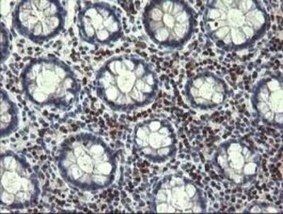 Immunohistochemistry: Trim22 Antibody (OTI1D11) - Azide and BSA Free [NBP2-74608]