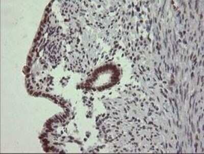Immunohistochemistry: Trim22 Antibody (OTI1D11) - Azide and BSA Free [NBP2-74608]