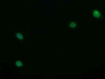 Immunofluorescence: Trim22 Antibody (OTI1D11) [NBP2-46013]