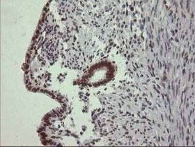 Immunohistochemistry-Paraffin: Trim22 Antibody (OTI1D11) [NBP2-46013]