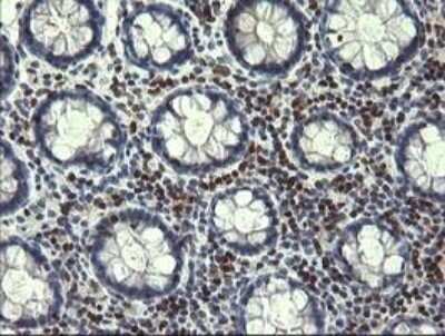 Immunohistochemistry-Paraffin: Trim22 Antibody (OTI1D11) [NBP2-46013]