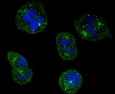 Immunocytochemistry/ Immunofluorescence: TrkA Antibody (JJ084-04) [NBP2-67473]