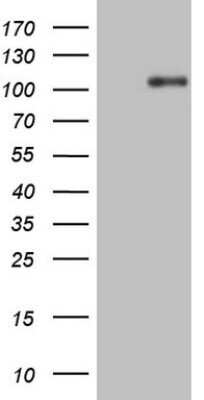 Western Blot: TrkA Antibody (OTI5B6)Azide and BSA Free [NBP2-74623]