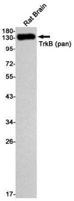 Western Blot: TrkB Antibody (S01-8H1) [NBP3-19481]