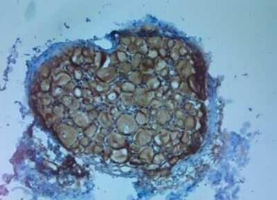 Immunohistochemistry-Paraffin: TrkC Antibody [NB100-98829]