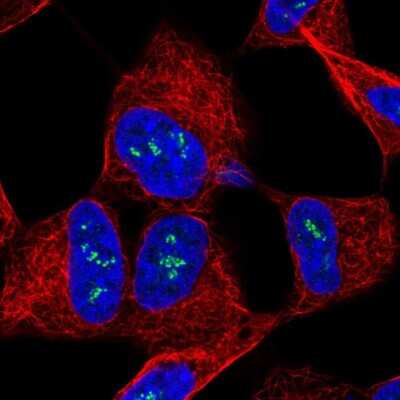 Immunocytochemistry/ Immunofluorescence: Tropomodulin 2 Antibody [NBP1-87378]