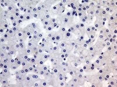 Immunohistochemistry-Paraffin: Troponin I Type 3 (cardiac) Antibody (1E10) - Azide and BSA Free [NBP2-80996]