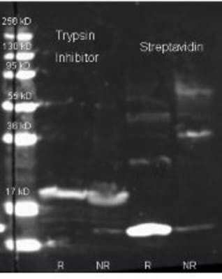 Western Blot: Trypsin Inhibitor Antibody [NBP1-78088]