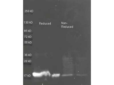Western Blot: Trypsin Inhibitor Antibody [NBP1-78088]