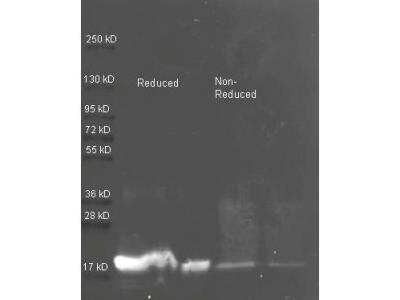 Western Blot: Trypsin Inhibitor Antibody [NBP2-21629]