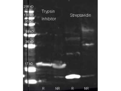 Western Blot: Trypsin Inhibitor Antibody [NBP2-21629]