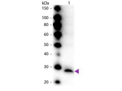 Western Blot: Trypsinogen Antibody [NB600-615]