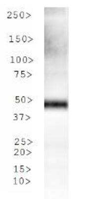 Western Blot: Tryptophan hydroxylase 2 AntibodyBSA Free [NBP1-77556]