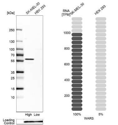 Western Blot: Tryptophanyl tRNA synthetase Antibody [NBP2-55159]