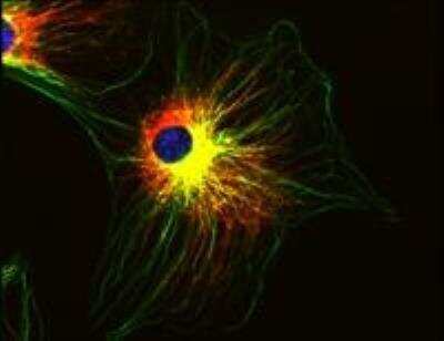 Immunocytochemistry/ Immunofluorescence: alpha Tubulin Antibody (TU-01) - BSA Free [NB500-333]