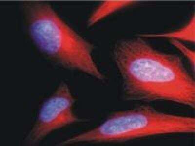 Immunocytochemistry/ Immunofluorescence: alpha Tubulin Antibody (TU-01) - BSA Free [NB500-333]